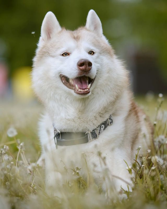 husky_easy в LOOKY. #husky,#siberianhusky,#huskyphotography,#huskygram,#huskylove,#huskylovers,#huskylovingclub,#huskylife,#allthingshusky,#instahusky,#huskyofinstagram,#huskypics,#huskiesreq,#huskiesofinstagram,#huskyrussia,#dogsofinstagram,#igcutest_animals,#ilovehusky,#justhuskies,#bestwoof,#dog_features,#dogs_of_world,#dogphotography,#excellent_dogs,#хаски,#хаскифото,#хаскивмоскве,#одуванчики. Одуван
#husky #siber...