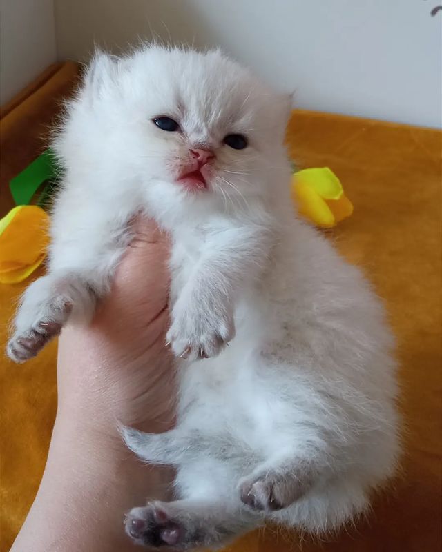 cattery_fiori.zen в LOOKY. #ふわもこ部,#英国猫,#英国小猫,#kittensdaily,#9cattagram,#kittys,#cats_today,#catlowersworld,#purrpurrpurr,#magnificent_meowdels,#cutecatskittens,#pleasantcats,#happycatclub,#katzenleben,#coicommunity,#balousfriends,#cutecats_oftheworld,#cats_of_instagram,#bestmeow,#cutecats,#meowdels,#котятанапродажу,#британскиекотята,#gatitosbritánicos,#gattinibritannici,#chatonsbritanniques,#brittiskakattungar. Медвежонок 🥰

#ふわもこ...