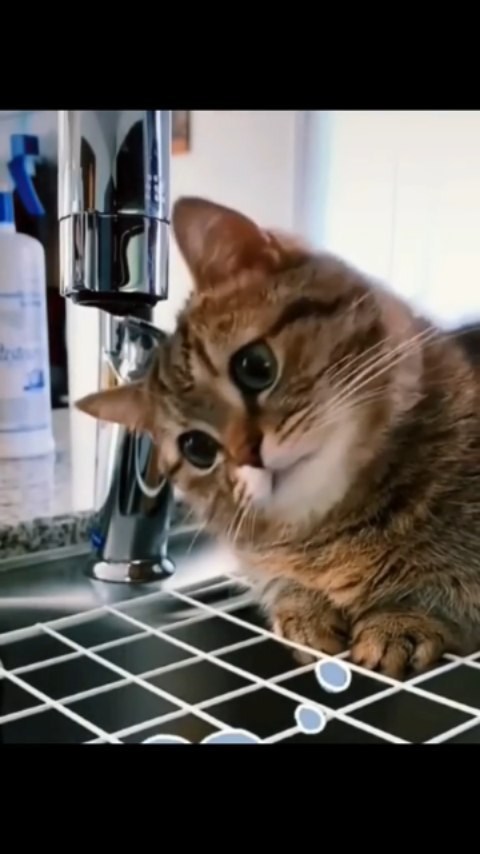 amezyan095 в LOOKY. #comedy,#cat,#explore,#reels. The following
#comed...