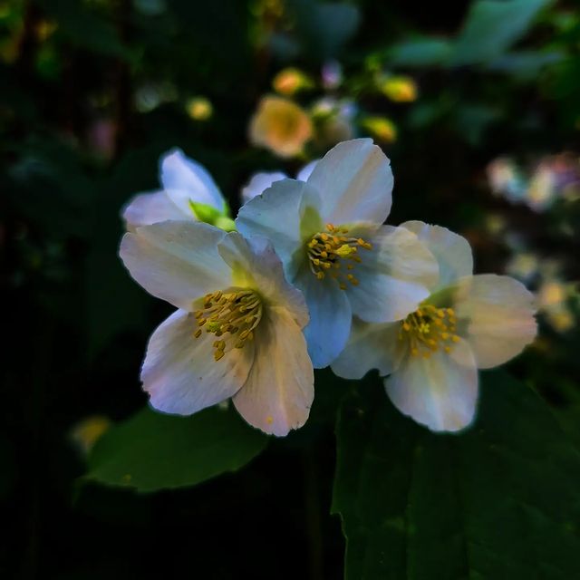 beast_coolfire в LOOKY. . null