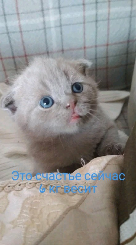 rolic.3 в LOOKY. . null