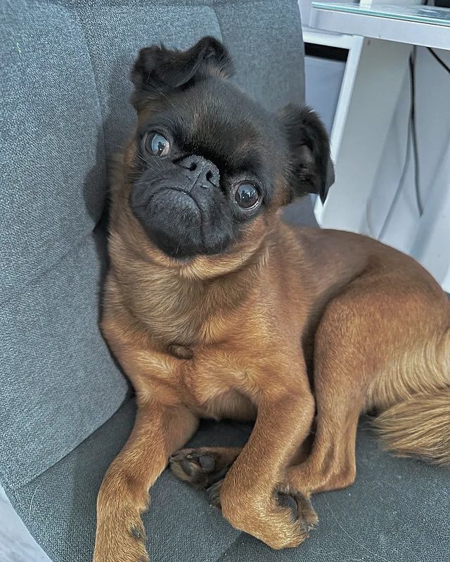yoshik_dog в LOOKY. . Привет Инстаграмщик!...