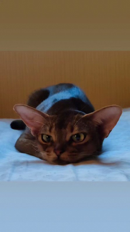 negaladydi в LOOKY. #abyssinian,#abykitten,#abyssinianthebest,#абиссинскаяжизньнавсегда,#абиссинскийпозитив,#сочи#самыекрасивыекотятаунас,#котятаизпитомника,#унасабиссинскиекотятадлявас. #abyssinian #abykitt...
