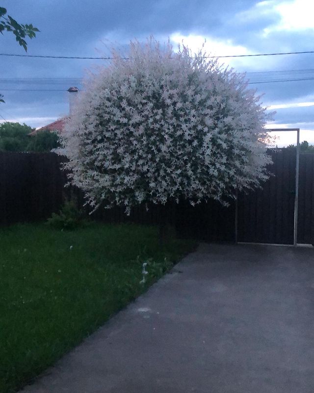 die_blume_909___ в LOOKY. #краснодарскийкрай. Очень красивые расте...