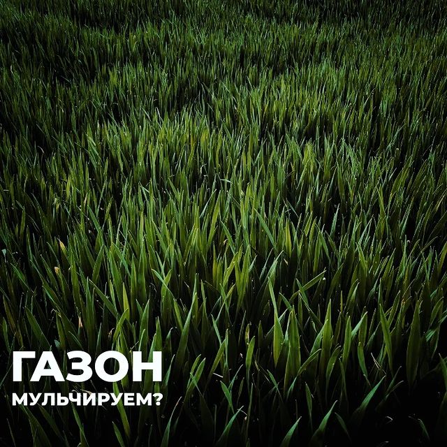 topalova.pro в LOOKY. #газон,#лужайка,#аэратор,#скарификатор,#мульчирование,#дача,#красивыйсад,#уходзагазоном. Мульчирование газона...