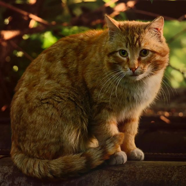 dmitriibilly в LOOKY. #beatycat,#gingercat,#streetphotography,#worldphotography,#nikonphotographers,#nikonclub,#nikonlens,#streetphotographers,#tamron150600g2,#tamronlens,#tamron_russia. #beatycat #gingercat...