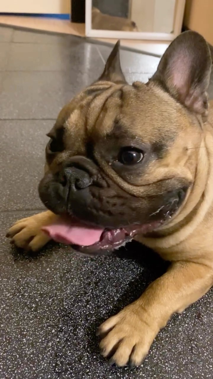 k.fertikova в LOOKY. #французскийбульдог,#frenchbulldog. #французскийбульдог ...