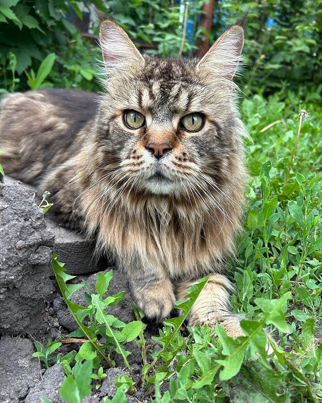 ssakuznetsov в LOOKY. #maincoon,#cat,#мэйнкун,#кошак. #maincoon #cat #мэйн...