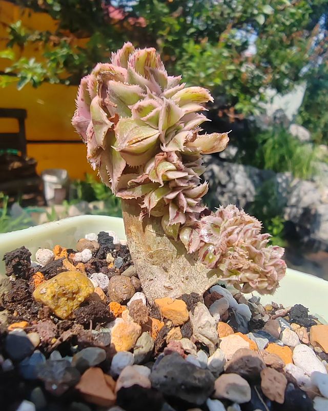 pautinka_club в LOOKY. #эониум,#цветы,#хобби,#суккуленты,#succulent,#aeonium,#succulove. Эониум Санберст крис...