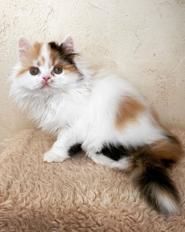 sheerfold_cattery в LOOKY. . Девочка Хайленд стра...