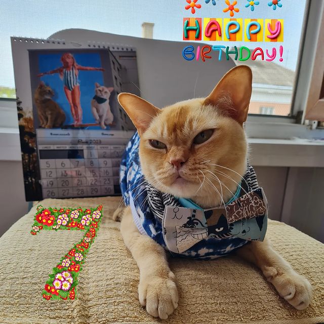keks.tanya в LOOKY. #assocalendario,#compleanno#keksburma#gatti#gattirossi#burmesecat#burmesered#redcat#деньрождениякота#кексбурма#рыжийкот#любимыйкот#домашниелюбимцы#инстакот#котблогер#обантись#краснаябурма#burma#. Вот и лето началось!...