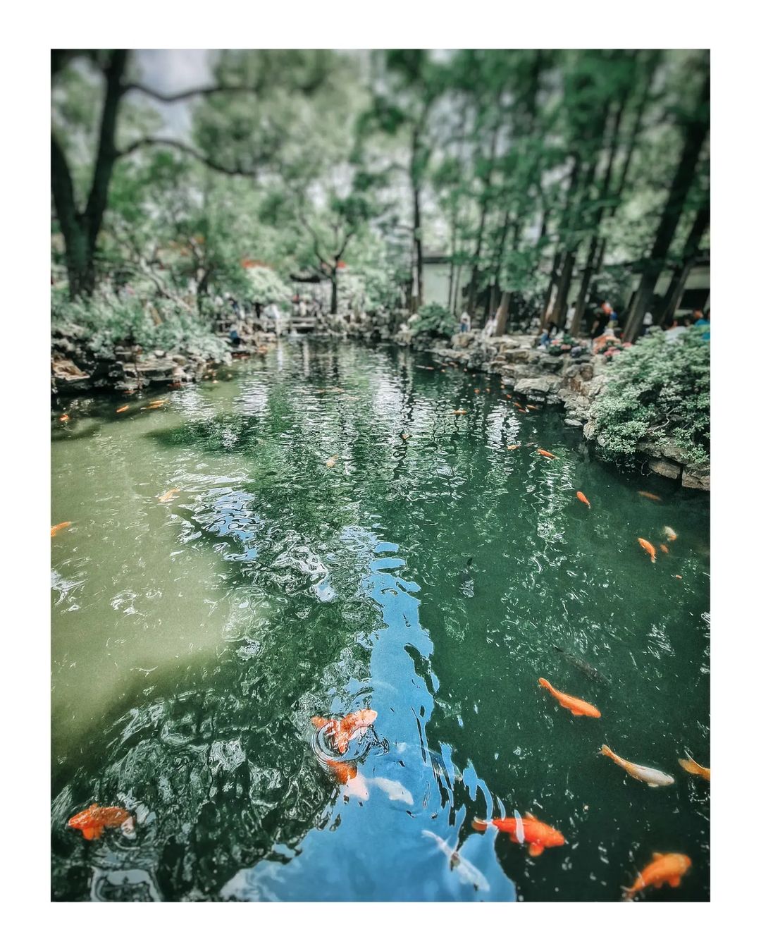 bor.is.here в LOOKY — Yu Garden, Shanghai, China 🇨🇳