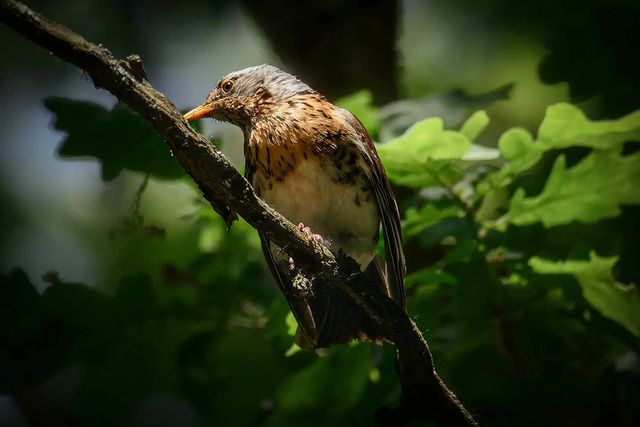 dmitriibilly в LOOKY. #streetphotographers,#tamron150600g2,#tamronlens,#tamron_russia,#birdphotography,#birds_captures,#naturephotography. #streetphotographers...