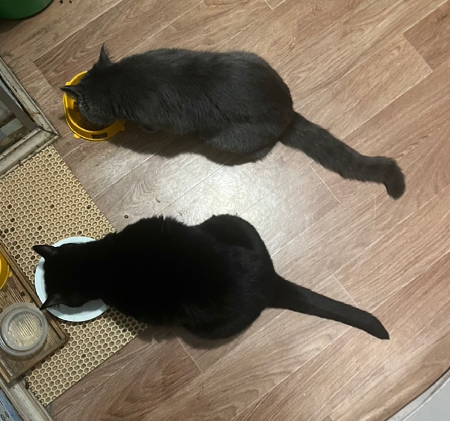 musindaaa в LOOKY. . С некоторых пор моя ...