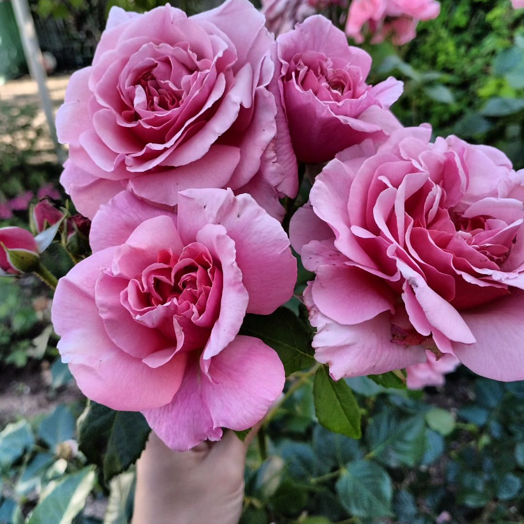 changae в LOOKY — 🌹🥰🌹