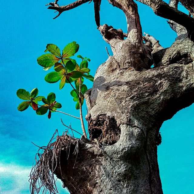 reydleyph в LOOKY. #photography,#fotografia,#fotografiamovil,#nature,#naturaleza,#fotos,#carrusel,#instagood,#instagood,#photogram,#cubanartmagazine,#artofinstagram,#newpost,#newwork,#shoot,#liker,#likesforlike,#followformore,#calm,#peace,#goodvibes,#rasta,#rastaman,#verde. “Las dos pruebas más...
