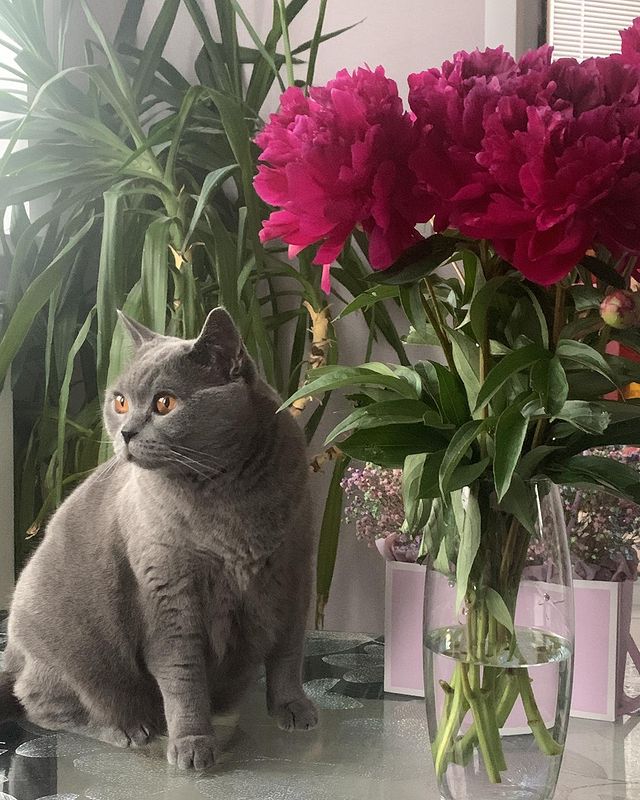 galinovmost в LOOKY. . null