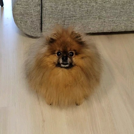 zubareva.marish в LOOKY. #pomshpitz,#pomeranian,#shpitz,#sweetpuppies. How to draw a circle...