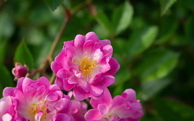 photo_monster_2400 в LOOKY. #растение,#цветок,#plants,#flower,#macro,#macrophotography,#sony,#sonyalpha,#prirodavf0kuse. Съёмка: 3 июня 2023 ...