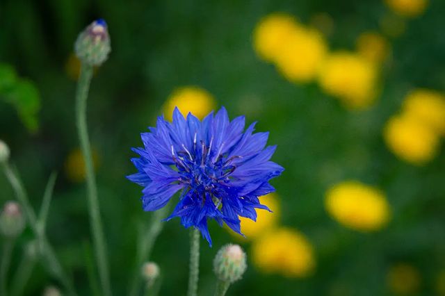 photo_monster_2400 в LOOKY. #растение,#цветок,#plants,#flower,#macro,#macrophotography,#sony,#sonyalpha,#prirodavf0kuse. Съёмка: 3 июня 2023 ...