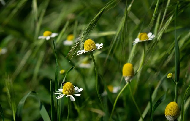 photo_monster_2400 в LOOKY. #растение,#цветок,#plants,#flower,#macro,#macrophotography,#sony,#sonyalpha,#prirodavf0kuse. Съёмка: 3 июня 2023 ...