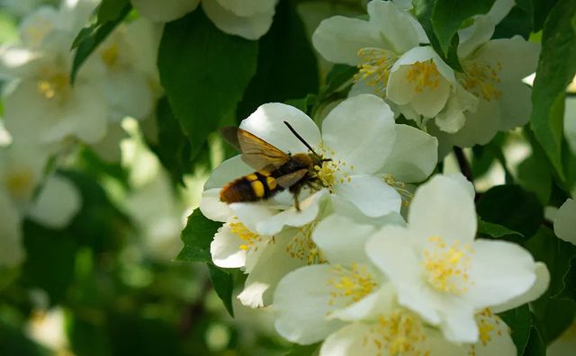 photo_monster_2400 в LOOKY. #растение,#цветок,#шершень,#насекомое,#plants,#flower,#macro,#macrophotography,#sony,#sonyalpha,#prirodavf0kuse. Съёмка: 3 июня 2023 ...