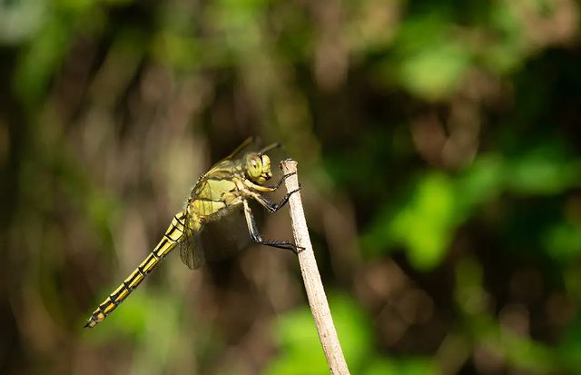 photo_monster_2400 в LOOKY. #насекомое,#стрекоза,#лето,#макросъемка,#макро,#macrophotography,#macro,#sonyalpha,#prirodavf0kuse. Съёмка: 3 июня 2023 ...