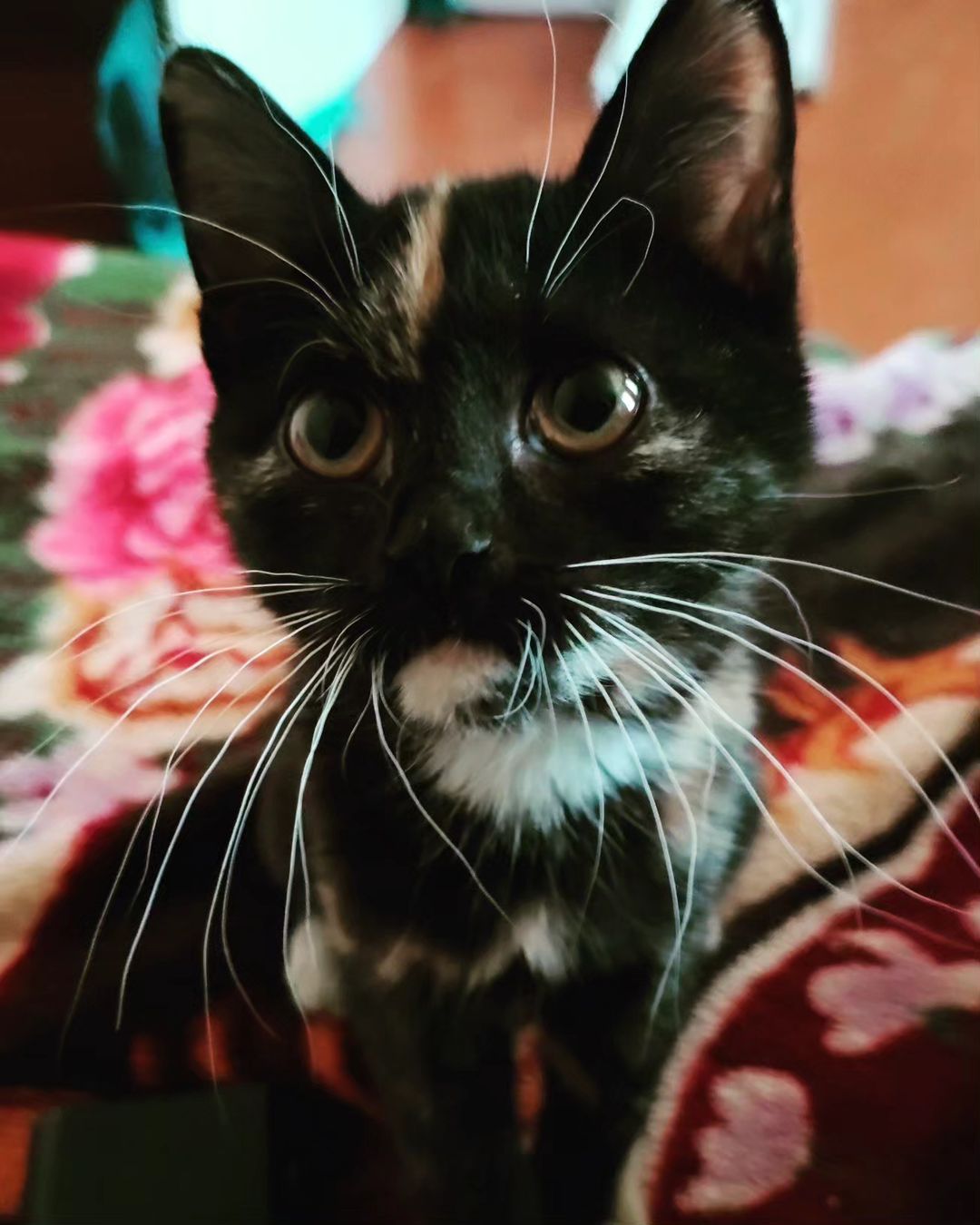 bryni62 в LOOKY — Моя Кусь🥰🐈