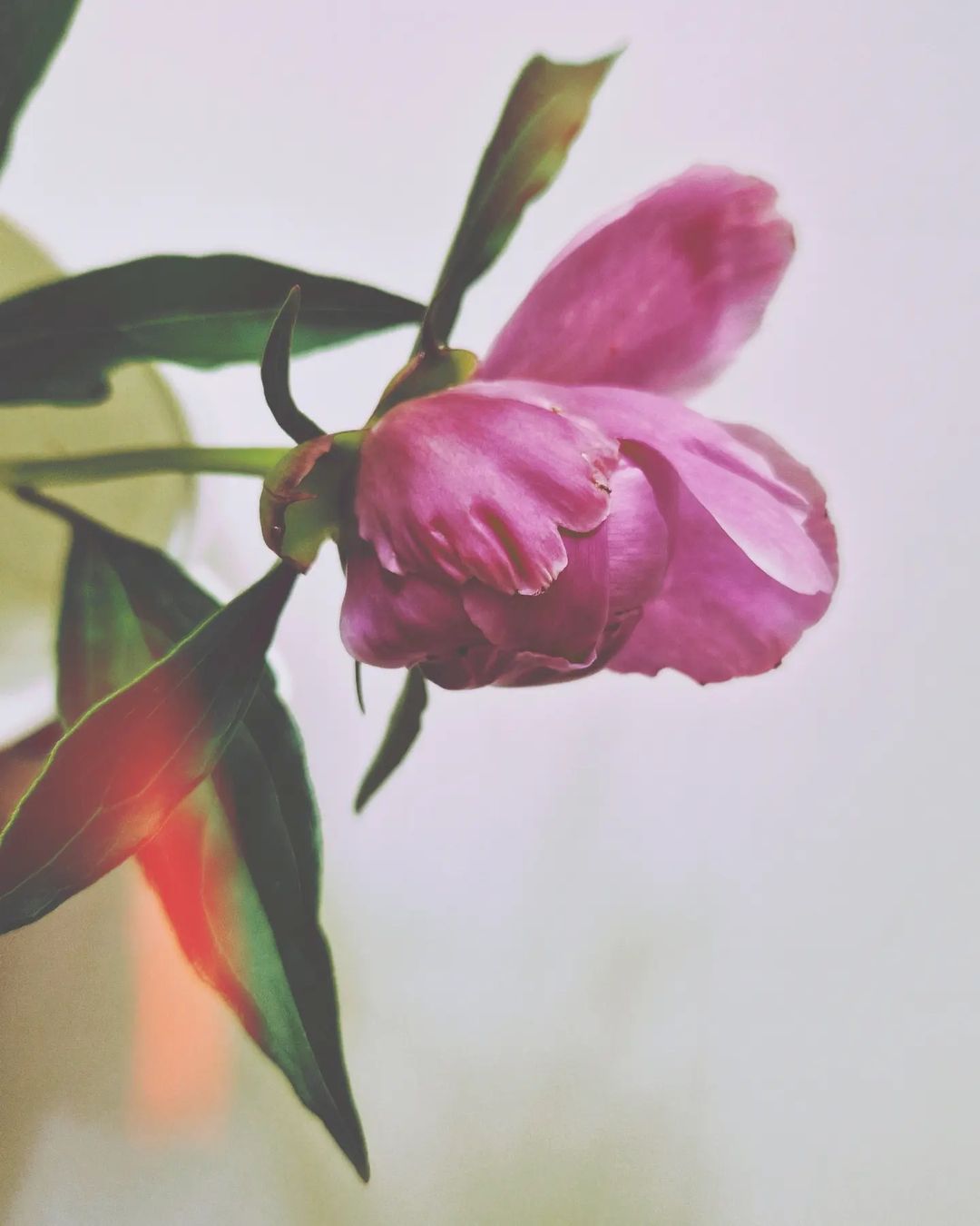 alinakuyanova в LOOKY — #summer #пионы🌸 #polaroidphoto #лето #kodak
