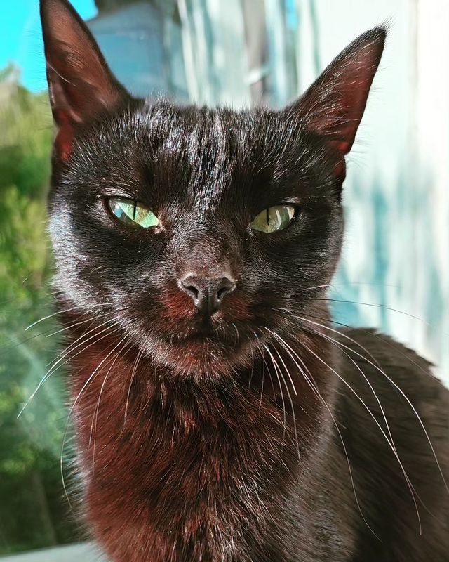 bryni62 в LOOKY. . Кошкасвин😁🐈🥰