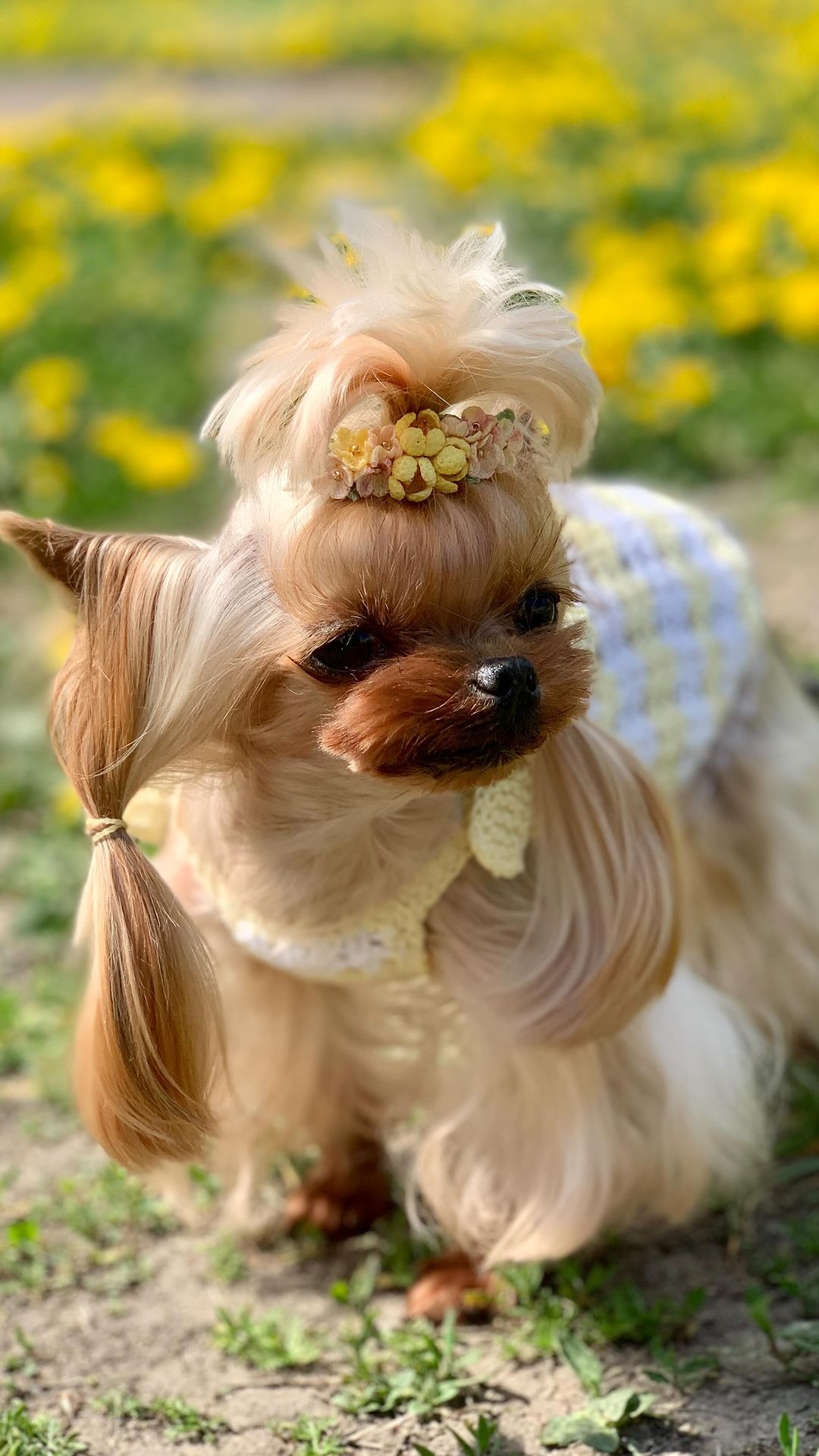 flower_bijous в LOOKY. #microknitting,#заколочка,#маленькиесобачки,#croshet,#fordogs,#smolldogs,#jewelersdogs. Заколка для собак де...