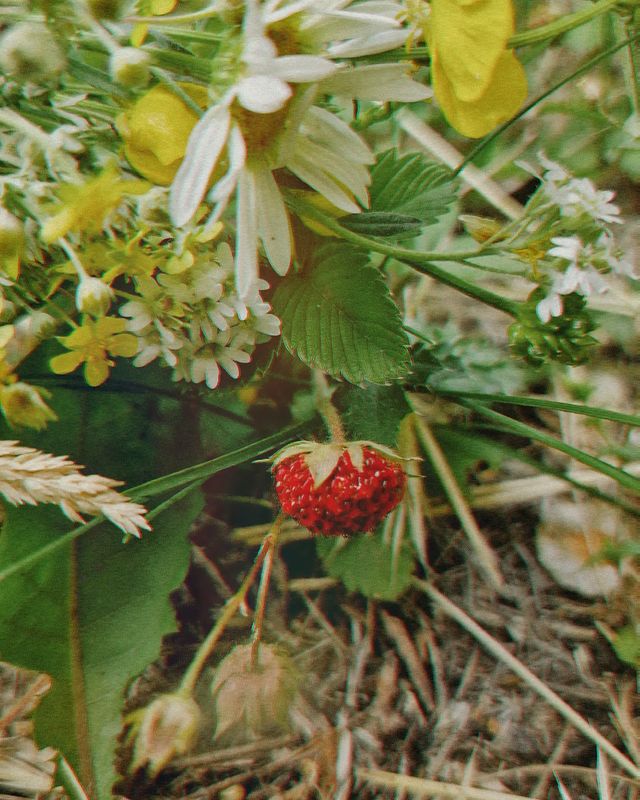 alinakuyanova в LOOKY. #земляника🍓,#июнь,#луговыецветы,#ретрофото. #земляника🍓 #июнь #...