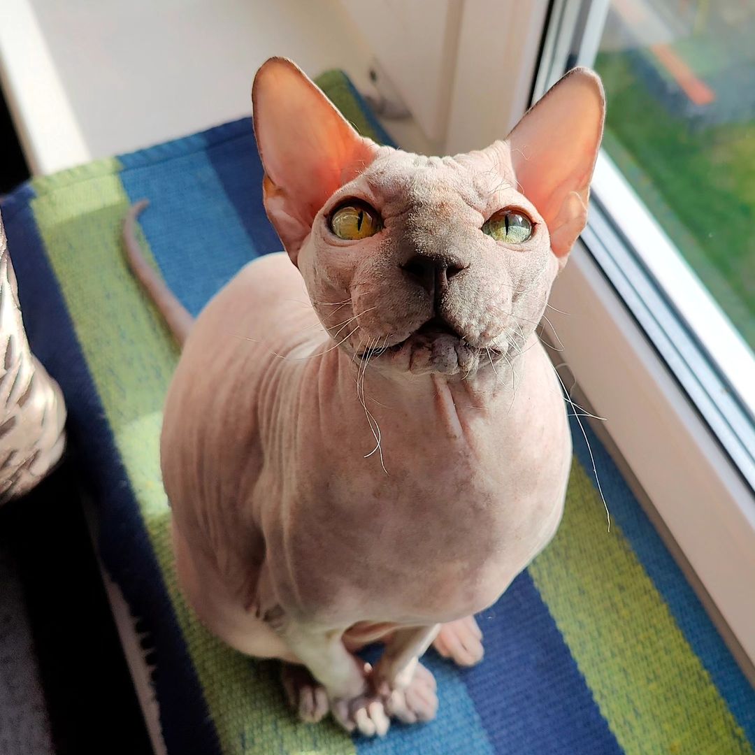 eva_sphynx_cat в LOOKY — фото 3