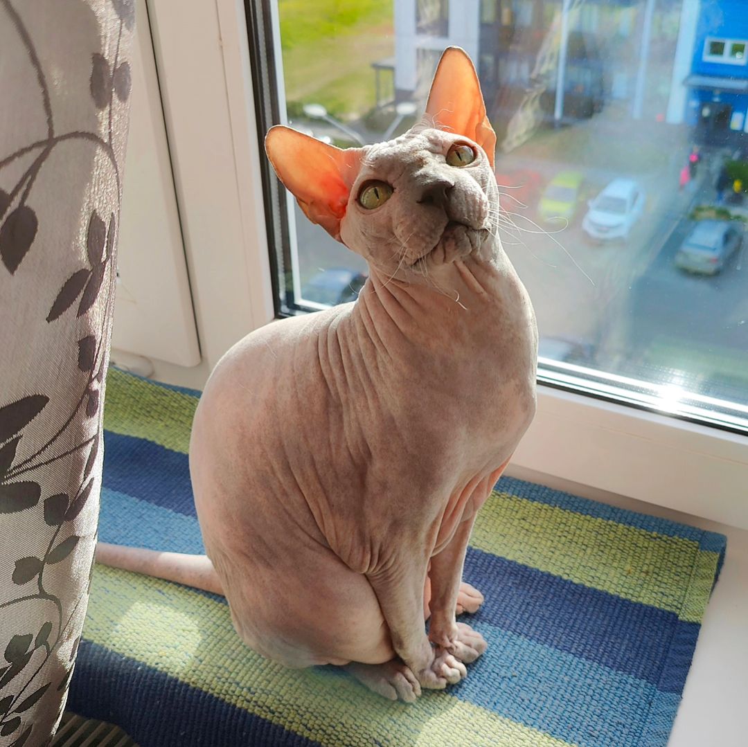 eva_sphynx_cat в LOOKY — фото 4