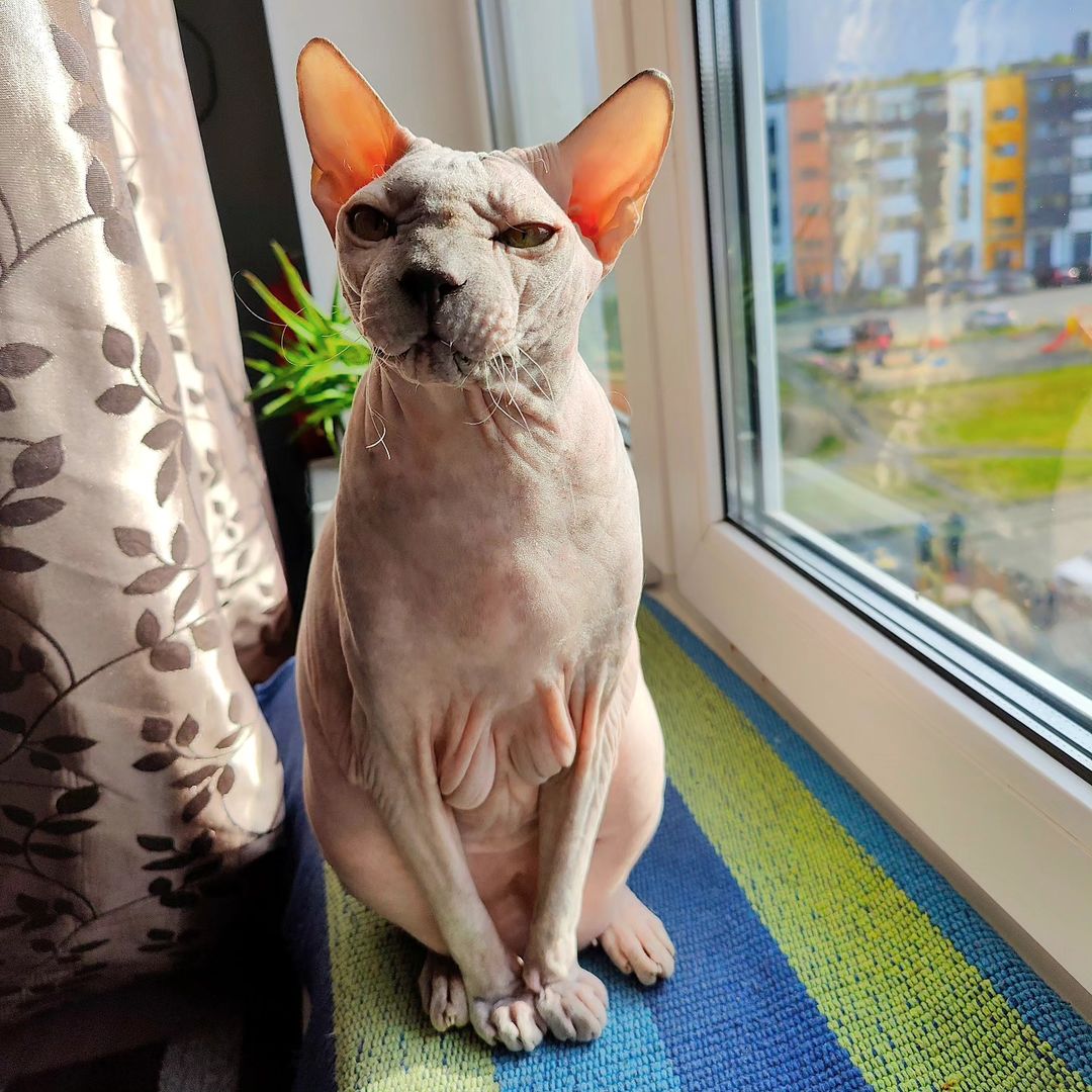 eva_sphynx_cat в LOOKY — фото 2