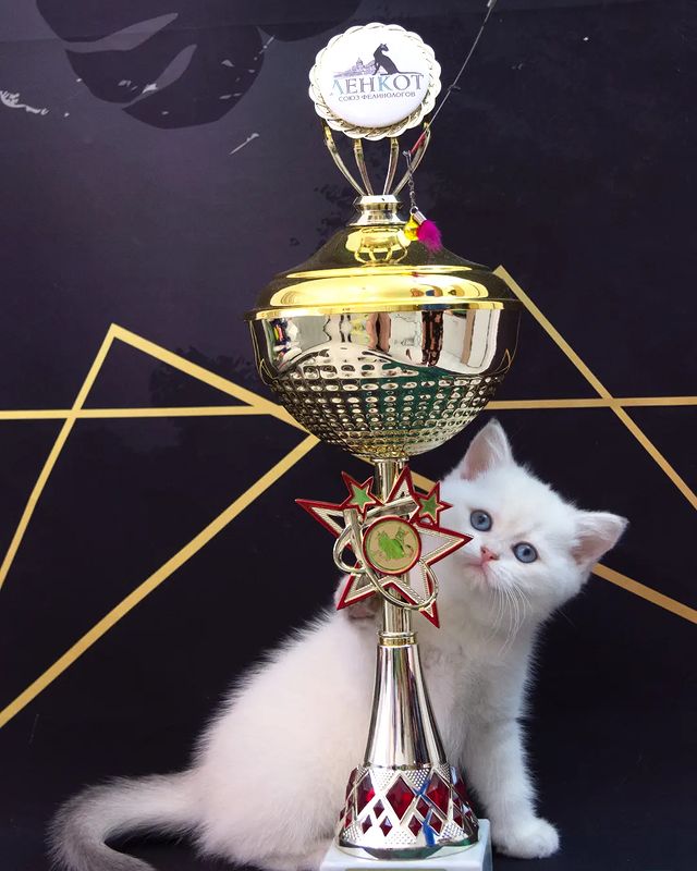 cattery_fiori.zen в LOOKY. #ふわもこ部,#英国猫,#英国小猫,#kittensdaily,#9cattagram,#kittys,#cats_today,#catlowersworld,#purrpurrpurr,#magnificent_meowdels,#cutecatskittens,#pleasantcats,#happycatclub,#katzenleben,#coicommunity,#balousfriends,#cutecats_oftheworld,#cats_of_instagram,#bestmeow,#cutecats,#meowdels,#котятанапродажу,#британскиекотята,#j4sfy,#gatitosbritánicos,#gattinibritannici,#chatonsbritanniques,#brittiskakattungar. Будущая чемпионка! �...