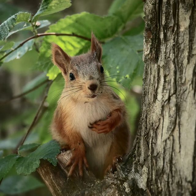 dmitriibilly в LOOKY. #redsquirrel,#squirrel,#autumnforest,#tamron_russia,#tamronlens,#tamron150600g2,#nikonz,#animalsphotography,#superphoto,#topphotographer. Beautiful red squirr...