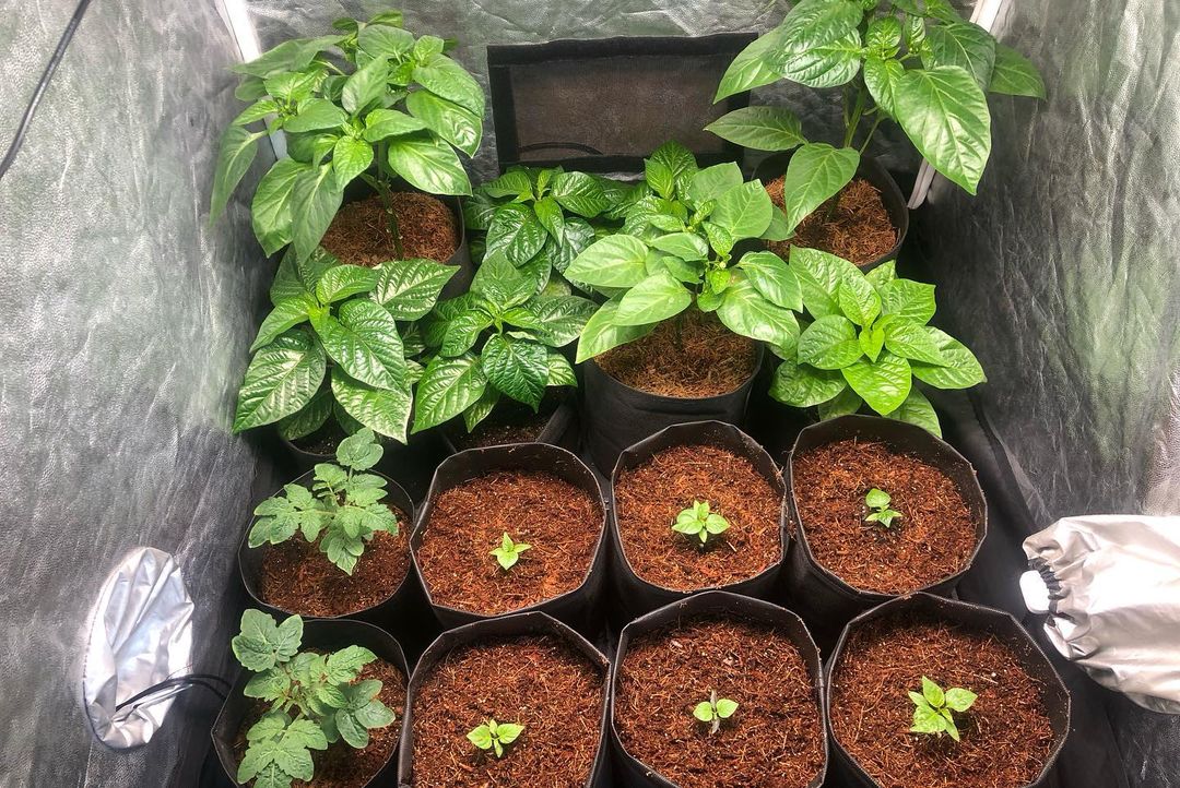 Примерно 2 недели отсутствовал и не занимался своими растениями🌱
Рассада острого перца хорошо подросла, но немного покрутило листья. Более ранняя посадка начала цвести.

☀КЛИМАТ 
Температура воздуха: 26°C 
Температура воздуха ночью: 22°C 
Влажность воздуха: 75-90% 
 
💡СВЕТ 
PPFD/LUX: 100/3200 
Фотопериод: 18/6 
 
Субстрат: Кокосовый
Раствор: TriPart® Grow-Micro-Bloom 
Стимуляторы: ФульвоГумат + Микохелп 
 
#HotPepper #CarolinaReaper #ScorpionTrinidad #7Pot #GhostPepper #Habanero #NagaMorich #острыйперец