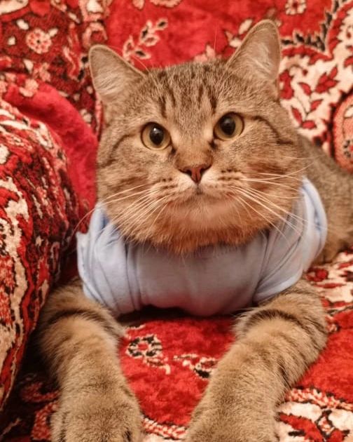 Амина в LOOKY. #макскот,#макс,#котеечка,#котик😻,#лайкмне,#catlike. Согласись, я красавч...