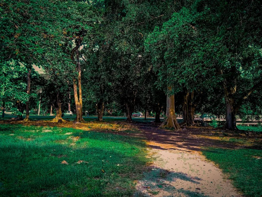 reydleyph in LOOKY. #fotografia,#photography,#photo,#photomag,#damefotisimo,#photogram,#today,#habana,#bosque,#verde,#instaphoto,#instalike,#travelgram,#viajeros,#shoot,#artgallery,#art,#collaboration,#fotoclub_ab,#foto,#liker,#l4l,#follow_me,#2023,#rawphotomag. Natura!!
.
.
.
#foto...