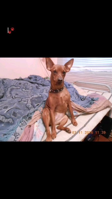 iriska05.06 в LOOKY. . 🐾Мне СЕГОДНЯ 8 лет�...