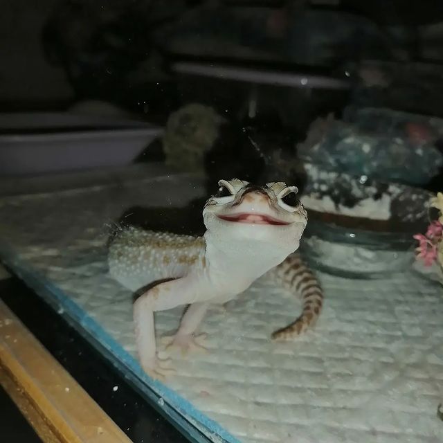 leka_sov в LOOKY. . My lizard❤️
