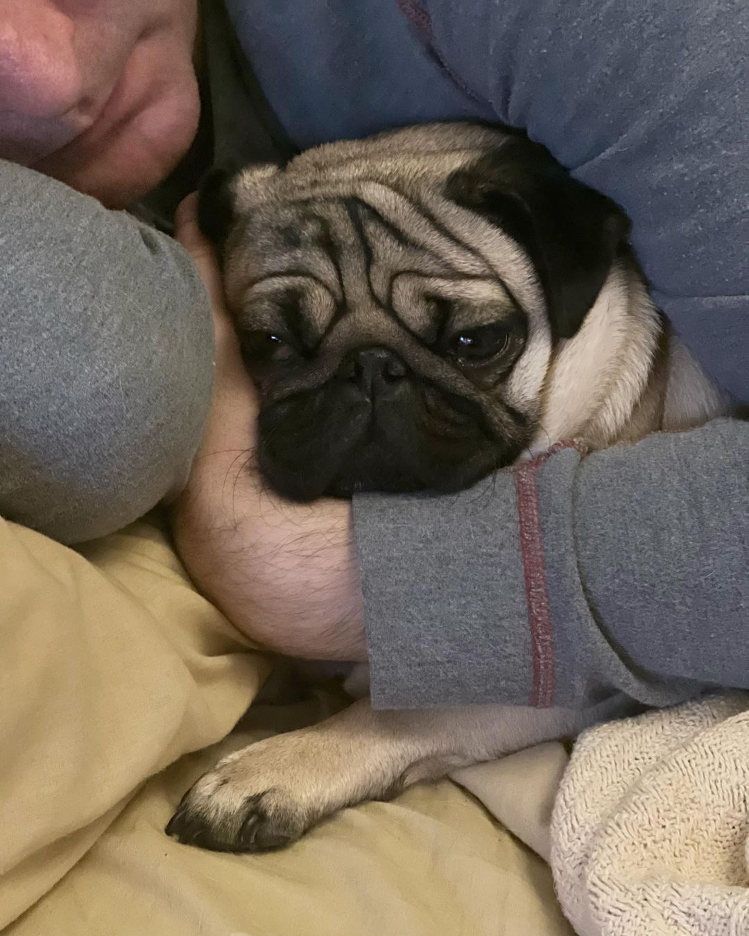 alethepug в LOOKY — Тяжела мопсиная доля-со стола воровать не дают,втулки от туа