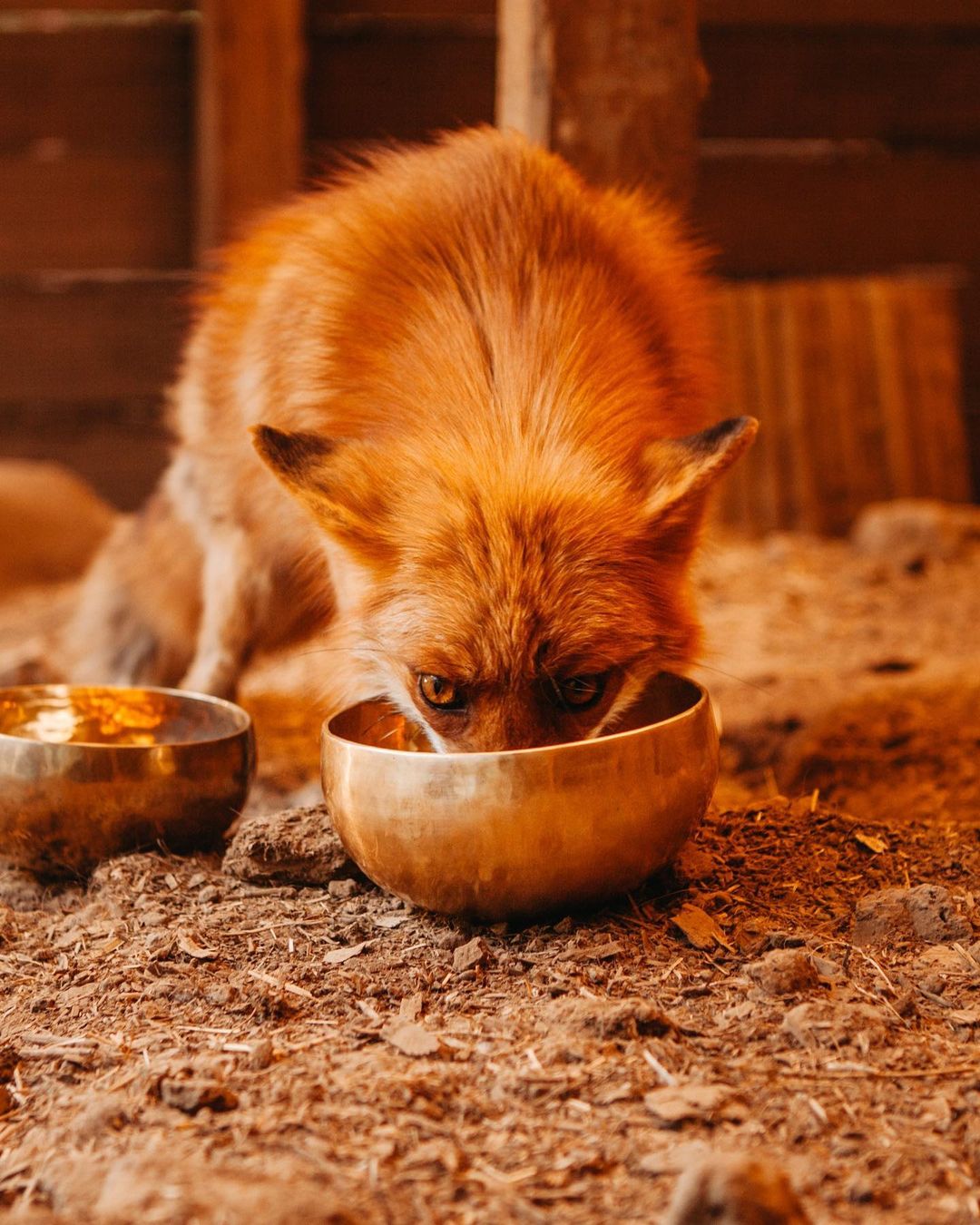 myfoxfamily in LOOKY. . Бахара и поющие чаши...