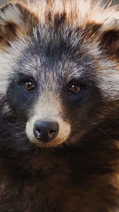 myfoxfamily in LOOKY. . Живой звук 🌱 и День...
