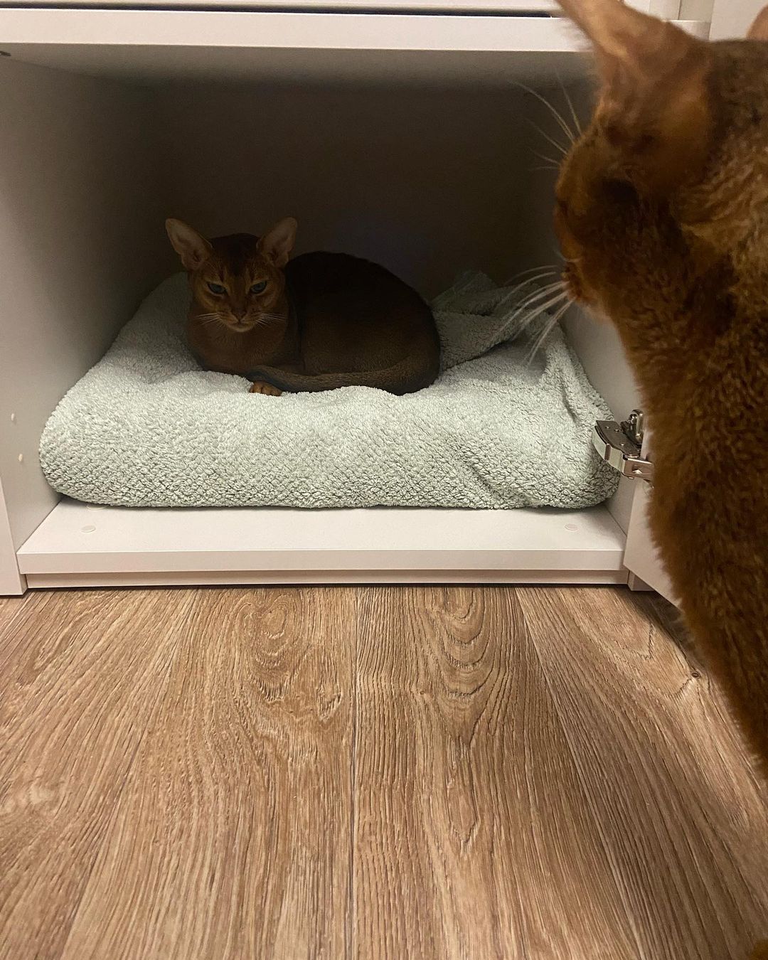 golden_panther_louis в LOOKY — фото 2