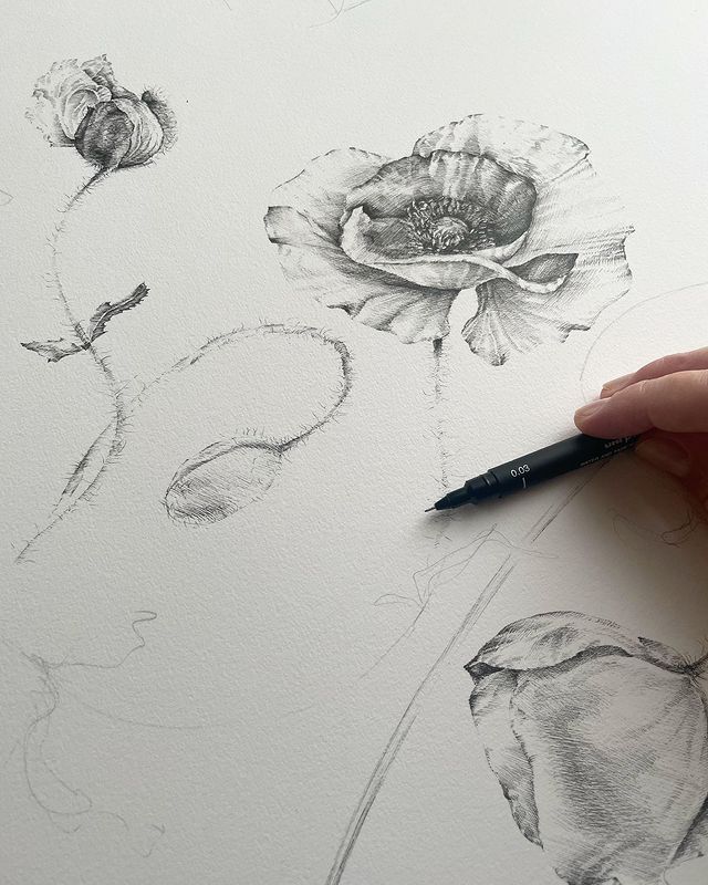Ksenia • Visual artist в LOOKY. #graphicsartist,#botanicalartist,#botanicalgraphicsartist,#poppies,#poppiesartwork,#botanicalgraphics,#артграфика,#визуальныйхудожник,#ботаническаяграфика,#ботаническийхудожник,#ботаническаяграфика,#маки,#иллюстрациямаков. • poppies compositio...