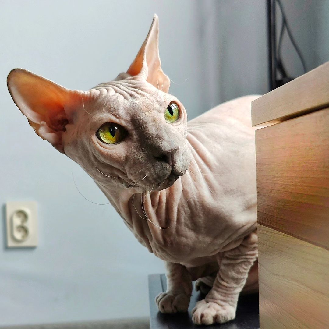eva_sphynx_cat в LOOKY — фото 2