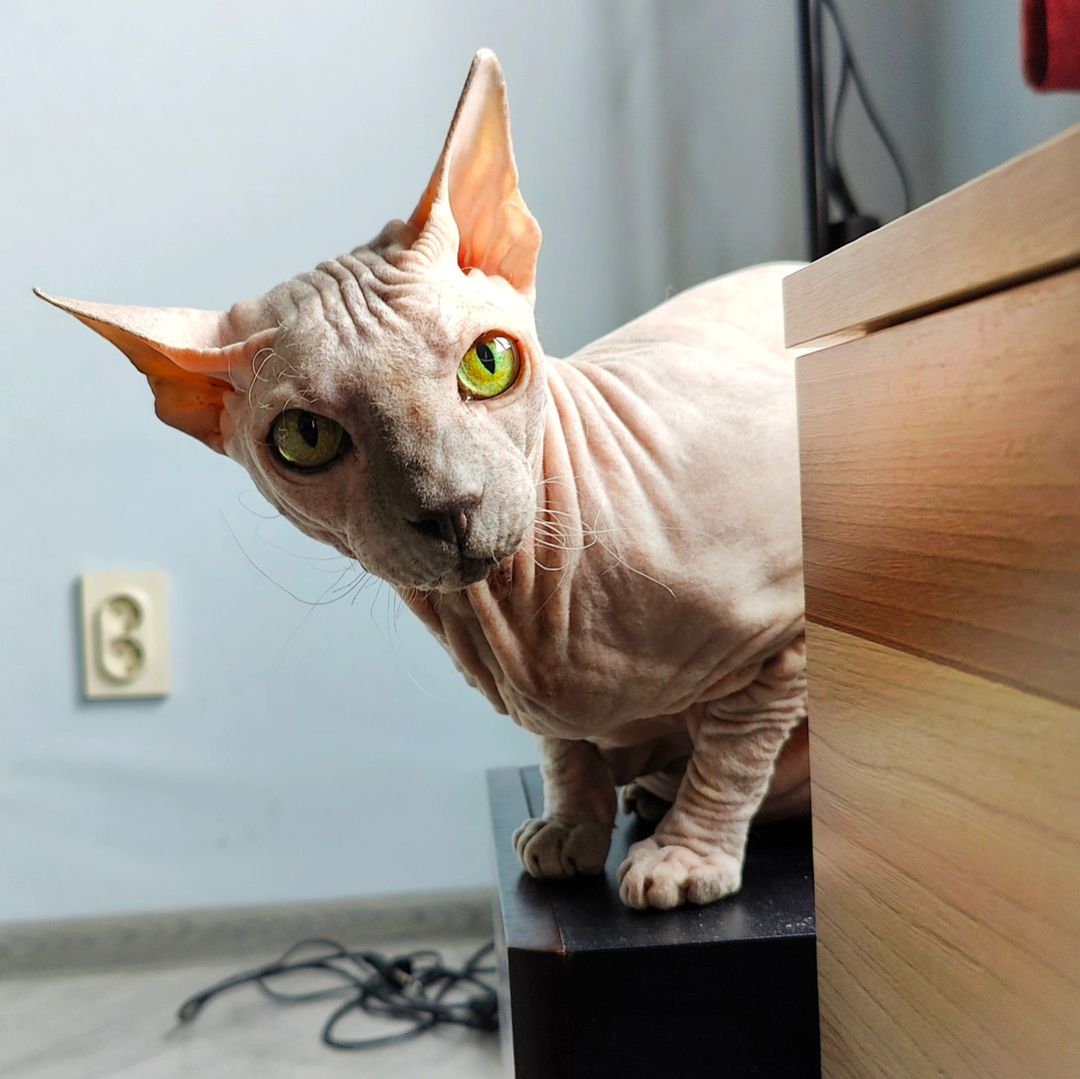 eva_sphynx_cat в LOOKY — фото 3