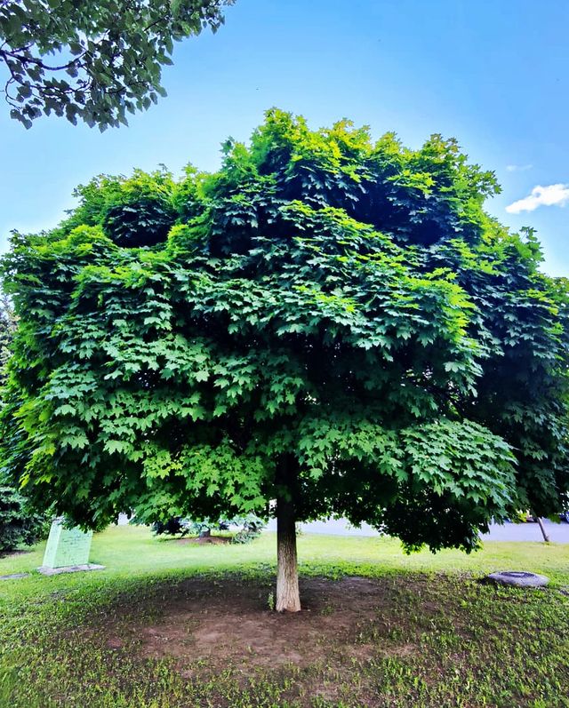 daviddolln в LOOKY. . Местная природа )))